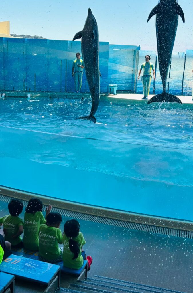 サマースクールの遠足で新江ノ島水族館のダイナミックなイルカショーを鑑賞する園児たち